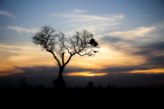 Sunset with pretty tree while on safari
