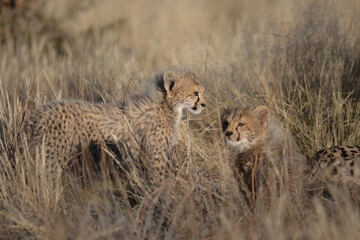 Young cheetah cubs playing in long grass