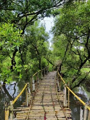 wooden bridge in the forest