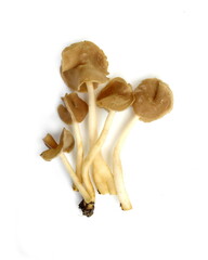 White saddle mushroom (Helvella cp) isolated on white