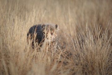 Portrait of cute young cheetah cub