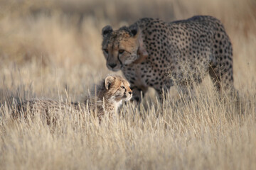 Cheetah cub in long grass near its mother