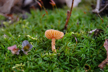 small mushroom on the background of green moss in the spring forest