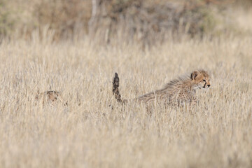 Young cheetah cub in long dry grass