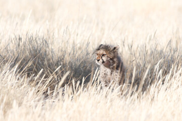 Portrait of cute young cheetah cub