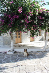 Sheltie unter pinken Blüten in Griechenland - Kykladen