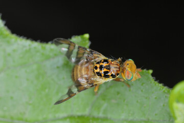Fototapeta na wymiar Goniglossum wiedemanni is a species of tephritid or fruit flies in the family fruit flies (Tephritidae). Larvae lives in red bryony (Bryonia dioica) fruits.