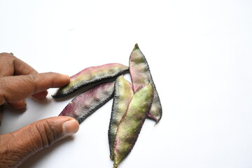 Lablab purpureus vegetable. It is a species of bean in the family Fabaceae. Its other names lablab bean, bonavist bean pea, dolichos bean, seim, lablab, Egyptian kidney bean, Indian bean. 