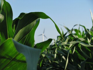 wind turbine off in the distance between corn leaves