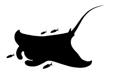 Manta floats top view on white background. Manta isolated on white background. Giant sea devil silhouette.