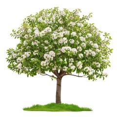 Green full length apple blooming tree with white flower on transparent background, png - obrazy, fototapety, plakaty