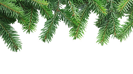 Green Christmas Tree Branches Border on transparent background, png