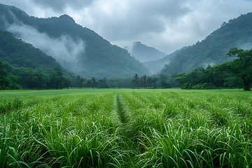 Gordijnen huge fertile green fields © Evhen Pylypchuk