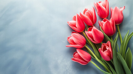 Tulips are isolated on a blue background with copy space