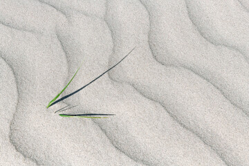Dune sand structure with marram grass stalks - 2636
