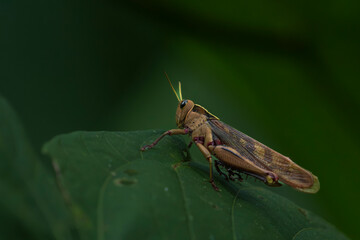 Grasshopper on a leaf