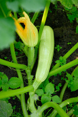 Obraz premium Green organic zucchini flowers and zucchini fruit on a vine growing outdoors in a garden bed. Organic gardening, agriculture, vegetable growing .Vertical.