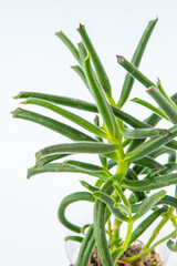 Kalanchoe plant succulent. Little flower on white background