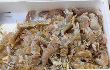 freshly caught crustaceans of the Squilla Mantis breed in the fish market of the fish market