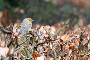 Robin bird (erithacus rubecula) in Winter. Perched on thje top of a copper beech hedge in a British back garden - Yorkshire, UK in February