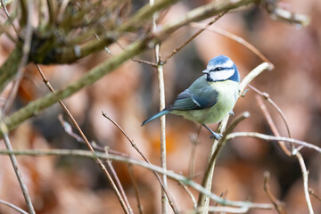 Blue Tit (Cyanistes caeruleus) perched on a thin branch in a hedge - Yorkshire, UK in February