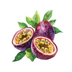 cute passion fruit vector illustration in watercolour style
