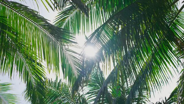 Rays of sunlight between coconut leaves