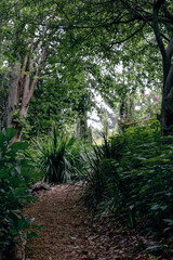 Equipped path in the botanical garden at summer day. Nature wallpaper, trees and bushes