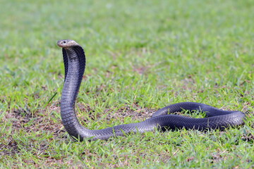 A cobra snake is in an attack position in a large grassland