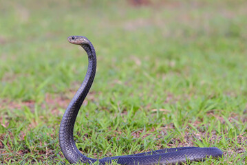 A cobra snake is in an attack position in a large grassland