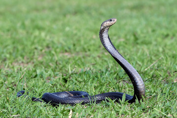 A cobra snake is in an attack position in a large grassland