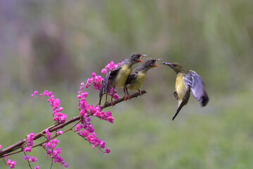 A mother bird is feeding her chicks