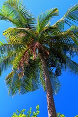 Obraz premium Vivid green tropical palm tree under the blue sky, sunny day. Vegetation, travel picture.