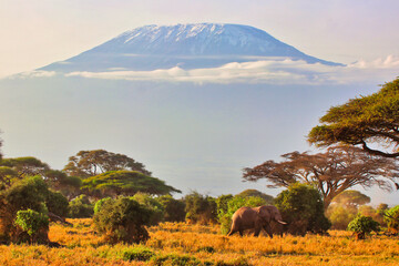 An Elephant moves through the mixed acacia woodlands at the foot of the soaring Mount Kilimanjaro in this timeless and classic African savanna scenery at the Amboseli national park, Kenya