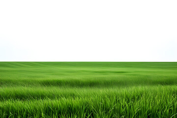 Fototapeta na wymiar Green grass field isolated on white background, for montage product display. with clipping path