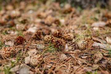 Pine cones in the forest