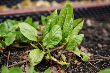 Eco sorrel leaves
