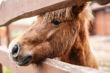 A brown pony close up
