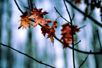 Autumn leaves