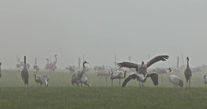 accouplement et ballet des grue cendr&eacute;e