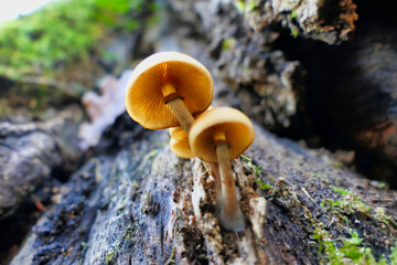 Close up of the highly poisonous Galerina marginata , also known as Funeral Bellsor Deadly Skullcap
