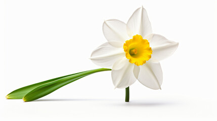 Springs Herald A Single Daffodil in Bloom white