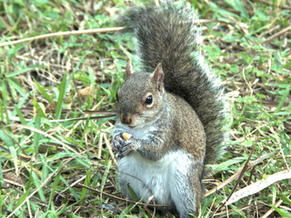 Eichhörnchen in Südflorida