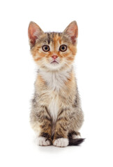 Obraz premium Multicolored kitten sitting.