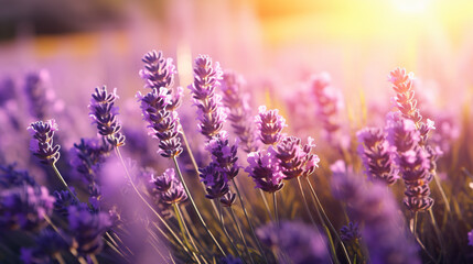 Sunlit Serenity in a Lavender Field close