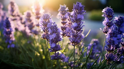 Fotobehang Sunlit Serenity in a Lavender Field close © Mahira