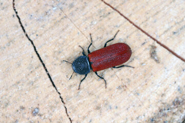 Capuchin beetle or Auger beetle, False powderpost beetle (Bostrichus capucinus). Space for placing...