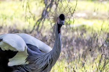 Fototapeta premium The black crowned crane (Balearica pavonina) 