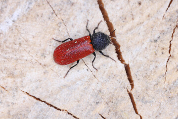 Capuchin beetle or Auger beetle, False powderpost beetle (Bostrichus capucinus). Space for placing...