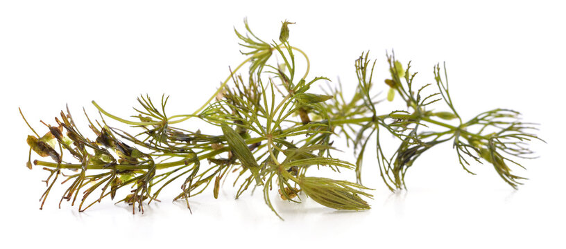 One rigid hornwort.